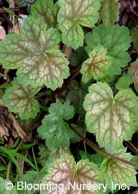 Heuchera 'Oakington Jewel'